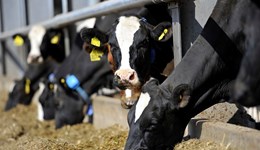 Doubling milk from forage